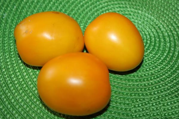 Large-fruited tomatoes for greenhouses: a list of the best