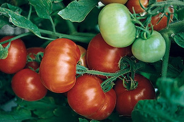 Large-fruited tomatoes for greenhouses: a list of the best