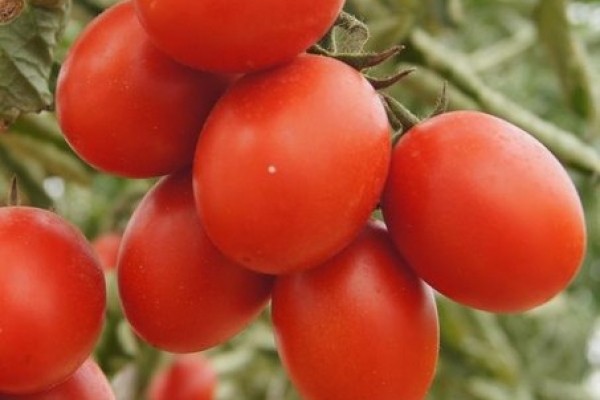 Large-fruited tomatoes for greenhouses: a list of the best