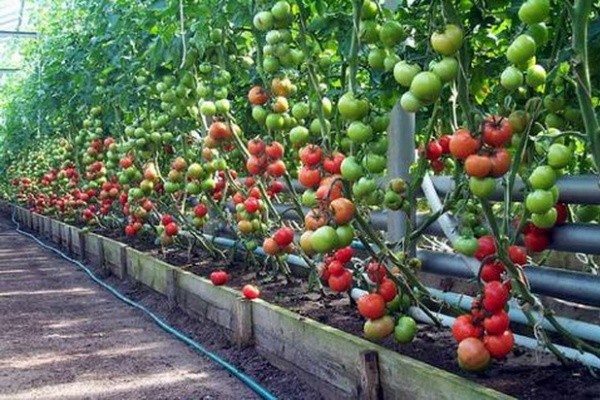 Large-fruited tomatoes for greenhouses: a list of the best