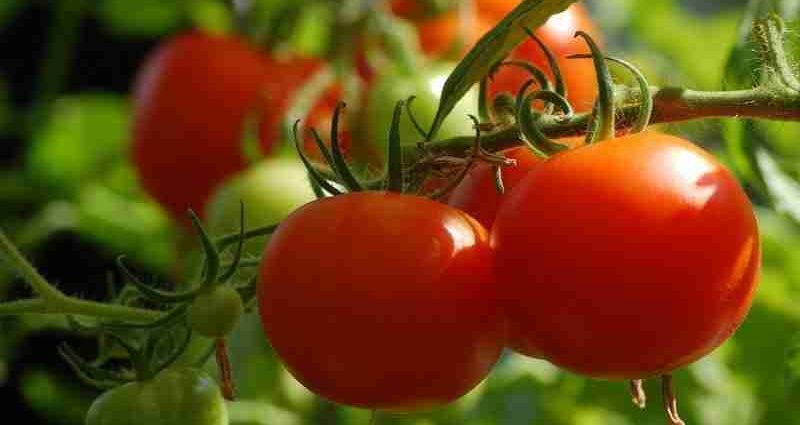 Large-fruited tomatoes for greenhouses: a list of the best