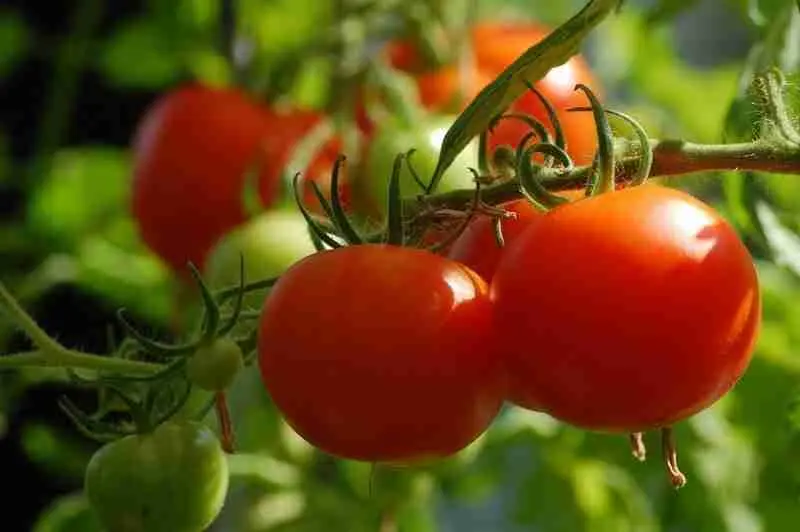 Large-fruited tomatoes for greenhouses: a list of the best