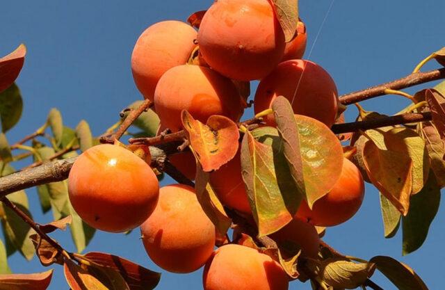 Large-fruited virgin persimmon: variety description, photo, cultivation, reviews