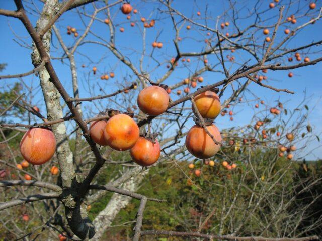 Large-fruited virgin persimmon: variety description, photo, cultivation, reviews