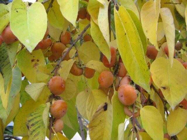 Large-fruited virgin persimmon: variety description, photo, cultivation, reviews