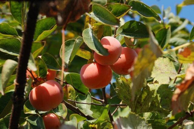 Large-fruited virgin persimmon: variety description, photo, cultivation, reviews