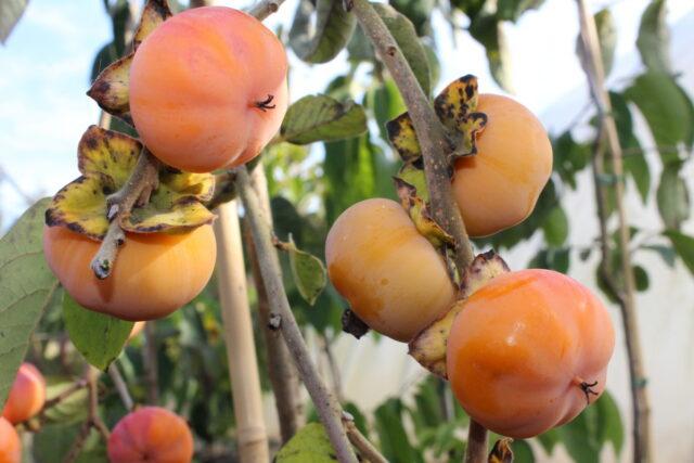 Large-fruited virgin persimmon: variety description, photo, cultivation, reviews