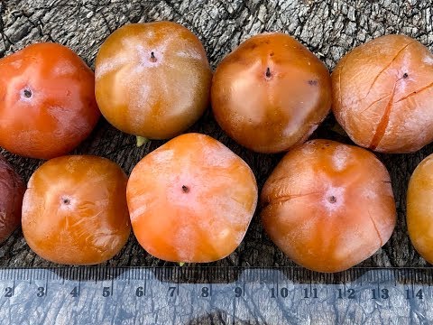 Large-fruited virgin persimmon: variety description, photo, cultivation, reviews