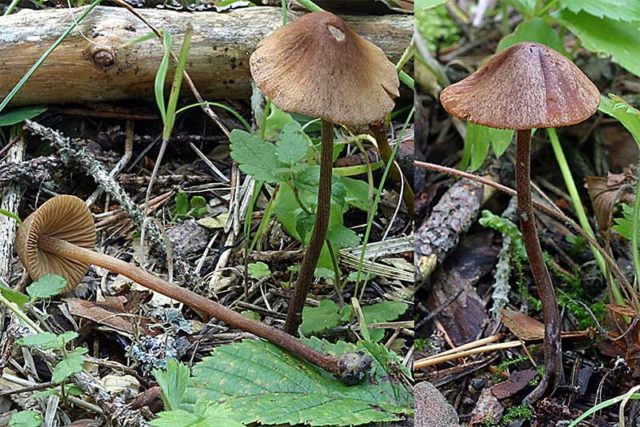 Large-headed conocybe: description and photo