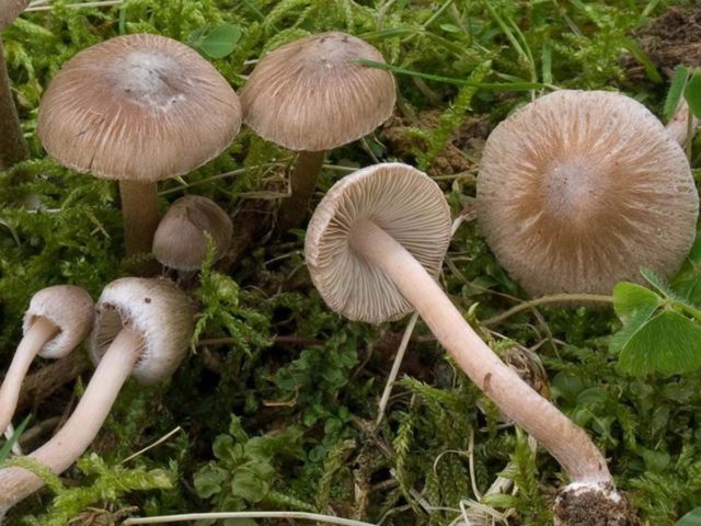 Large-headed conocybe: description and photo