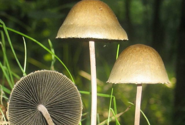 Large-headed conocybe: description and photo