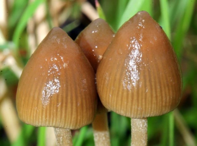 Large-headed conocybe: description and photo