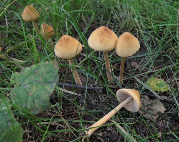 Large-headed conocybe: description and photo