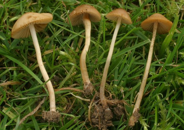 Large-headed conocybe: description and photo