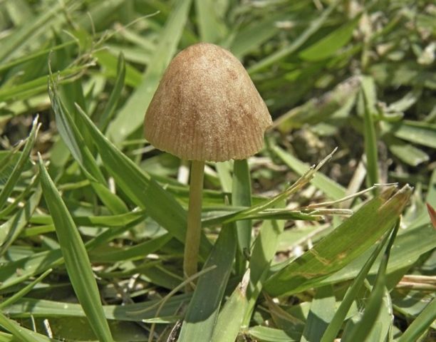 Large-headed conocybe: description and photo