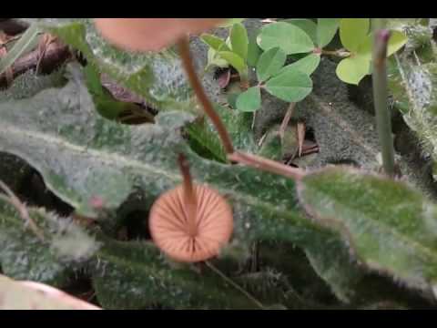 Large-headed conocybe: description and photo