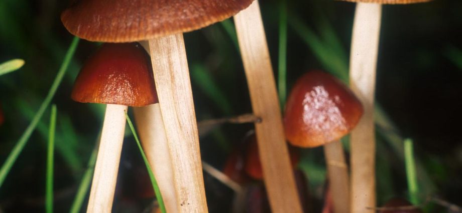 Large-headed conocybe: description and photo