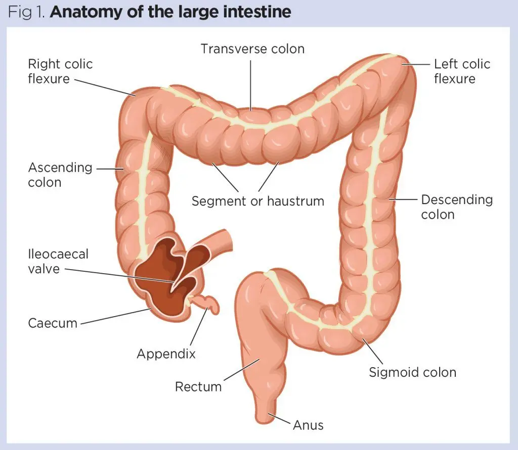 Large intestine &#8211; structure and functions