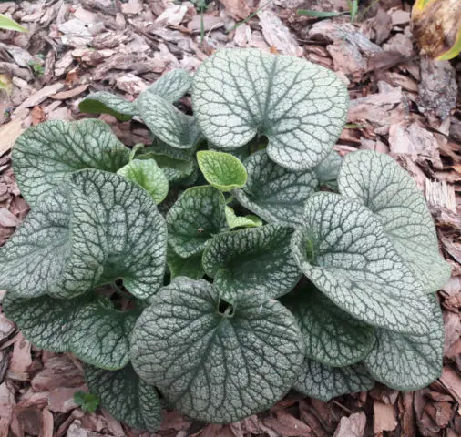 Large-leaved Brunner Alexander Greyt (Alexander Great): photo, description, planting and care