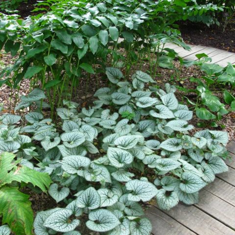 Large-leaved Brunner Alexander Greyt (Alexander Great): photo, description, planting and care