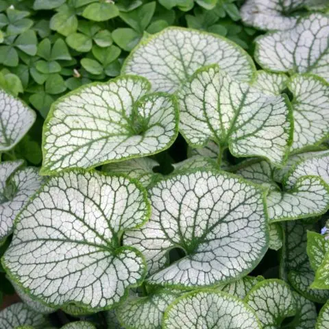 Large-leaved Brunner Jack Frost (Jack Frost): photo, description, planting and care