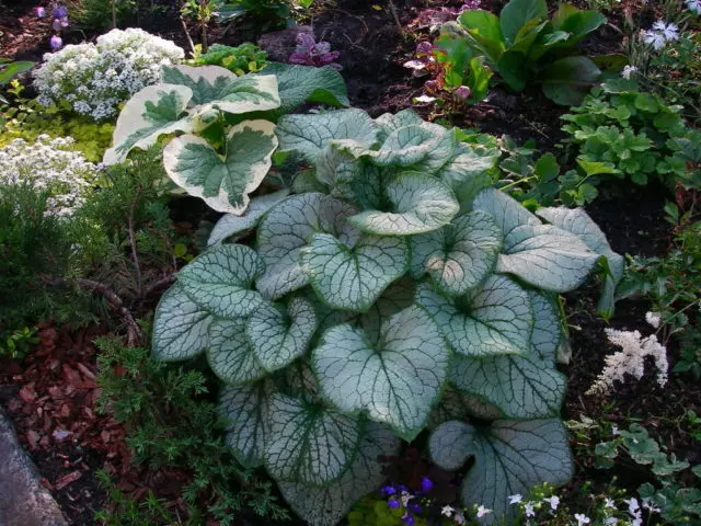 Large-leaved Brunner Jack Frost (Jack Frost): photo, description, planting and care