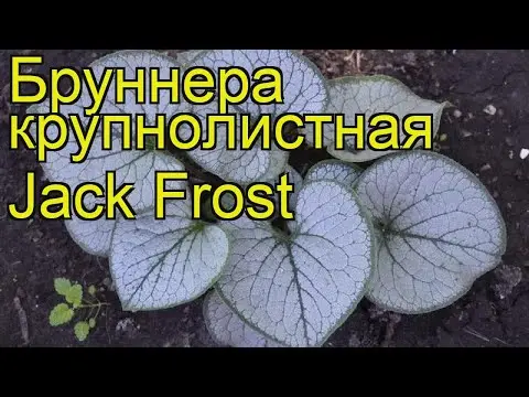 Large-leaved Brunner Jack Frost (Jack Frost): photo, description, planting and care