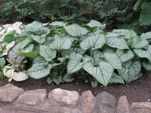 Large-leaved Brunner Jack Frost (Jack Frost): photo, description, planting and care