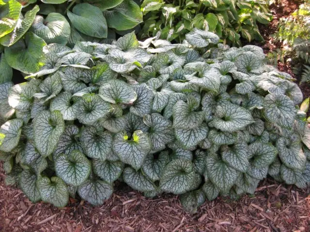 Large-leaved Brunner Jack Frost (Jack Frost): photo, description, planting and care