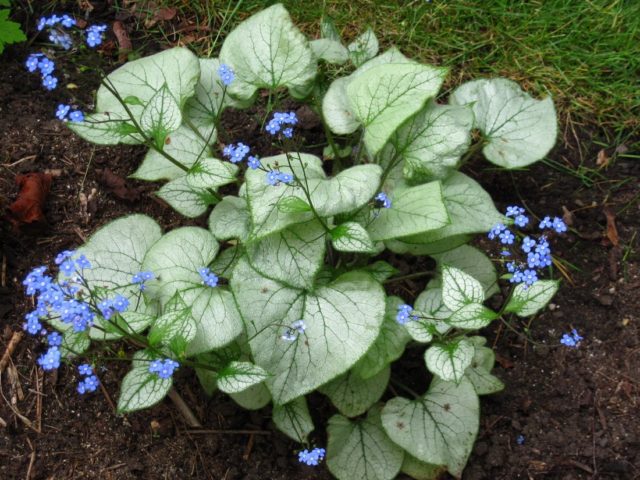 Large-leaved Brunner Looking Glass (Looking Glass): photo, description, planting and care