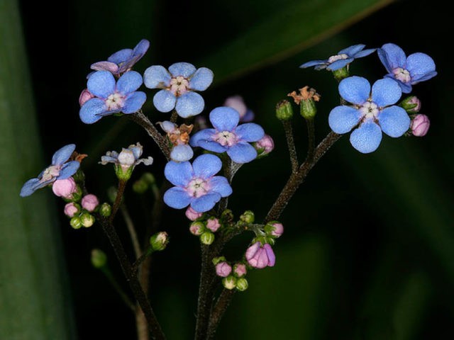 Large-leaved Brunner Looking Glass (Looking Glass): photo, description, planting and care