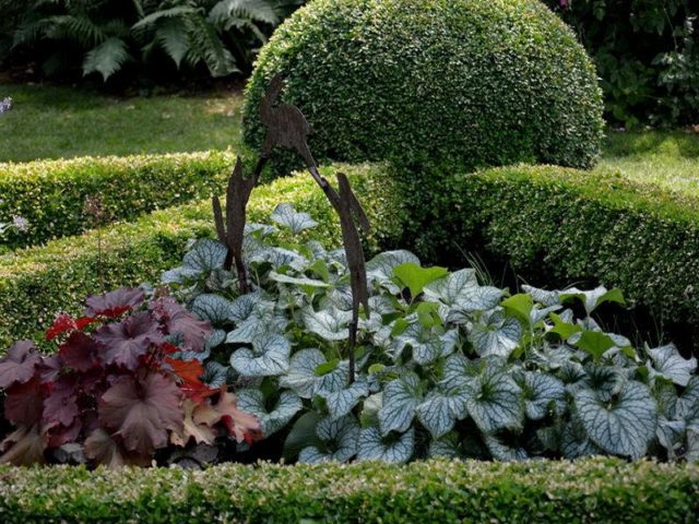 Large-leaved Brunner Looking Glass (Looking Glass): photo, description, planting and care