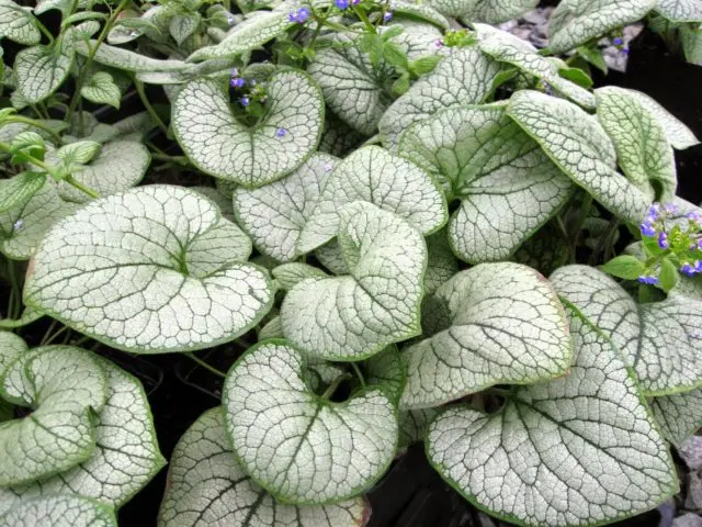 Large-leaved brunner Silver Heart (Silver Heart): photo, description, planting and care