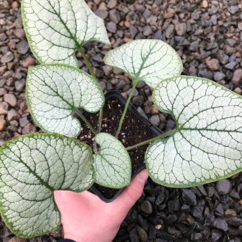 Large-leaved brunner Silver Heart (Silver Heart): photo, description, planting and care