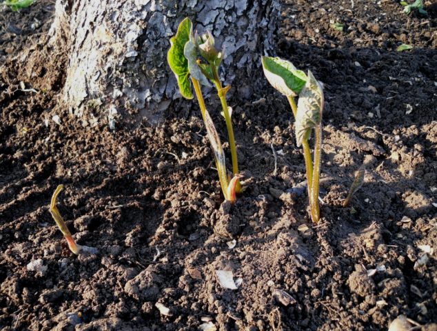 Large-leaved brunner Silver Heart (Silver Heart): photo, description, planting and care