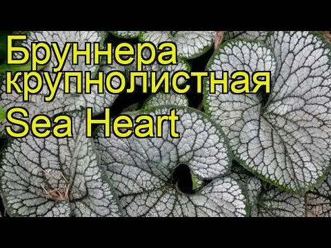 Large-leaved brunner Silver Heart (Silver Heart): photo, description, planting and care