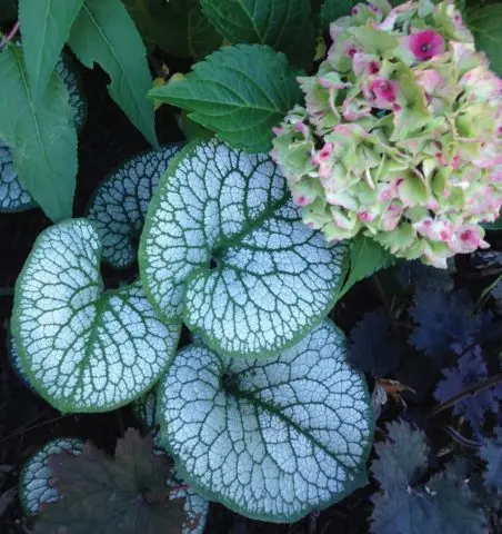 Large-leaved brunner Silver Heart (Silver Heart): photo, description, planting and care