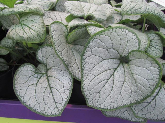 Large-leaved brunner Silver Heart (Silver Heart): photo, description, planting and care