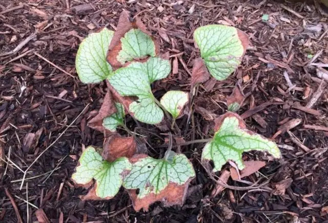 Large-leaved brunner Silver Heart (Silver Heart): photo, description, planting and care