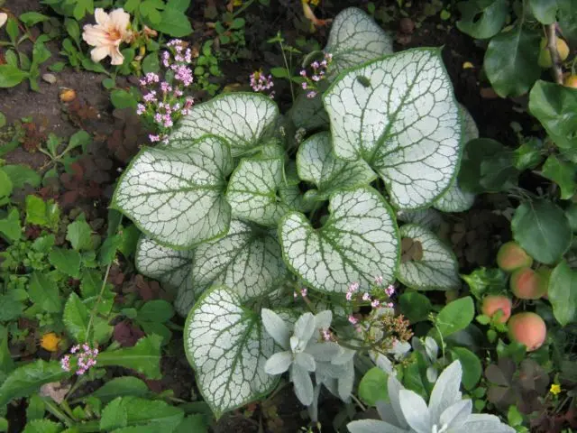 Large-leaved brunner Silver Heart (Silver Heart): photo, description, planting and care