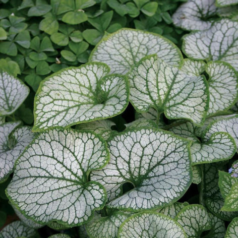 Large-leaved brunner Silver Heart (Silver Heart): photo, description, planting and care