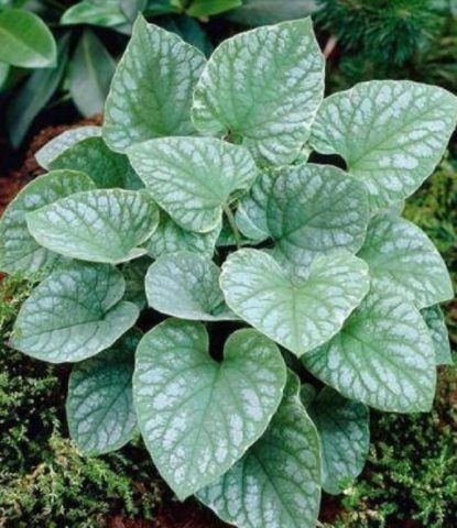 Large-leaved brunner Silver Wings (Silver Wings): photo, description, planting and care