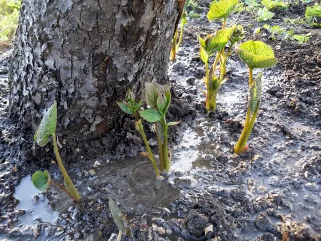 Large-leaved brunner Silver Wings (Silver Wings): photo, description, planting and care