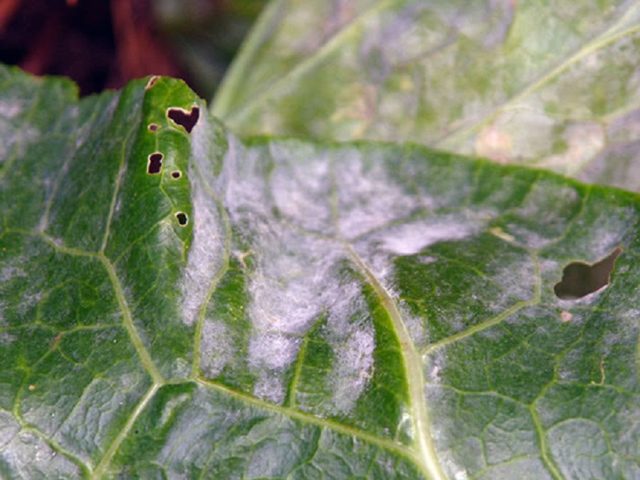 Large-leaved brunner Silver Wings (Silver Wings): photo, description, planting and care