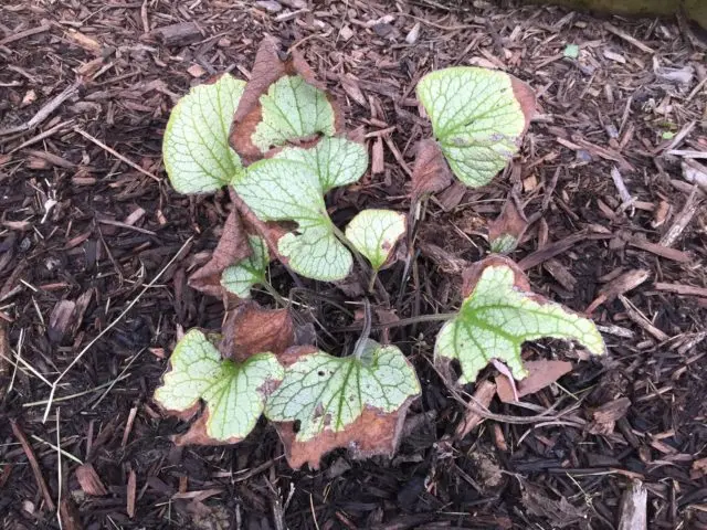 Large-leaved Brunner Variegata (Variegata): photo, description, planting and care