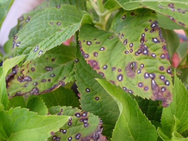 Large-leaved hydrangea Bodensi: planting and care, photos, reviews