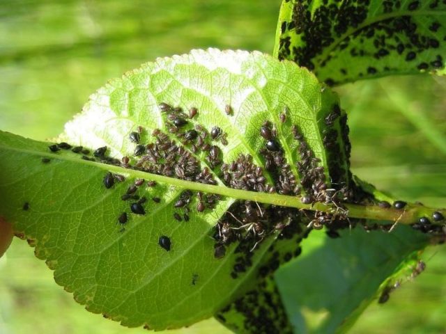 Large-leaved hydrangea Bodensi: planting and care, photos, reviews