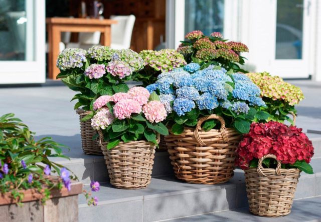 Large-leaved hydrangea Bodensi: planting and care, photos, reviews