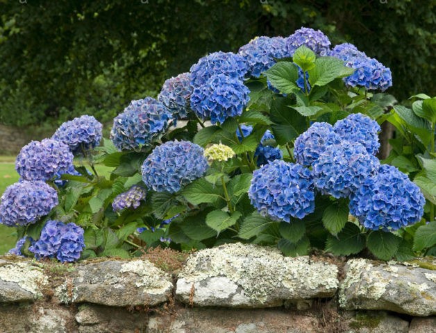 Large-leaved hydrangea Bodensi: planting and care, photos, reviews