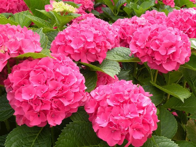 Large-leaved hydrangea Masya: description, planting and care, reviews